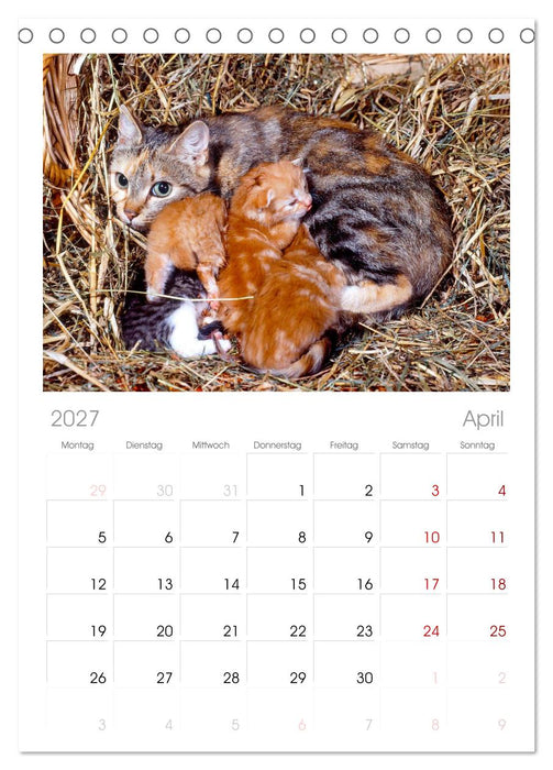 Katzen (CALVENDO Tischplaner A5H 2027)