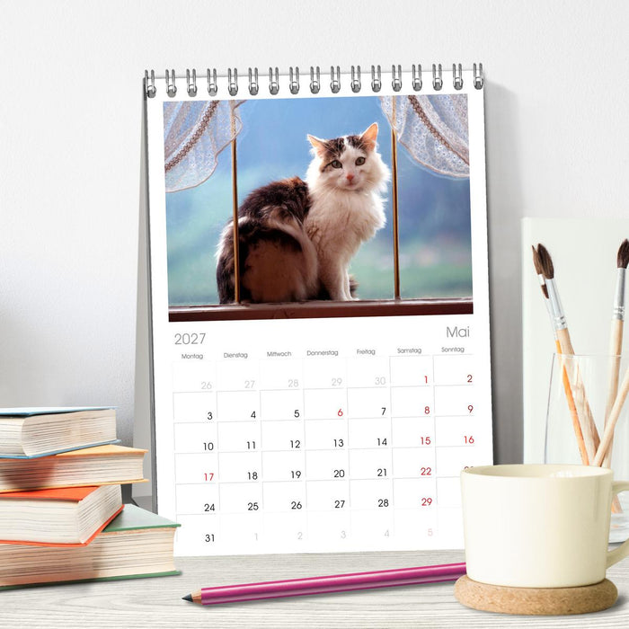 Katzen (CALVENDO Tischplaner A5H 2027)