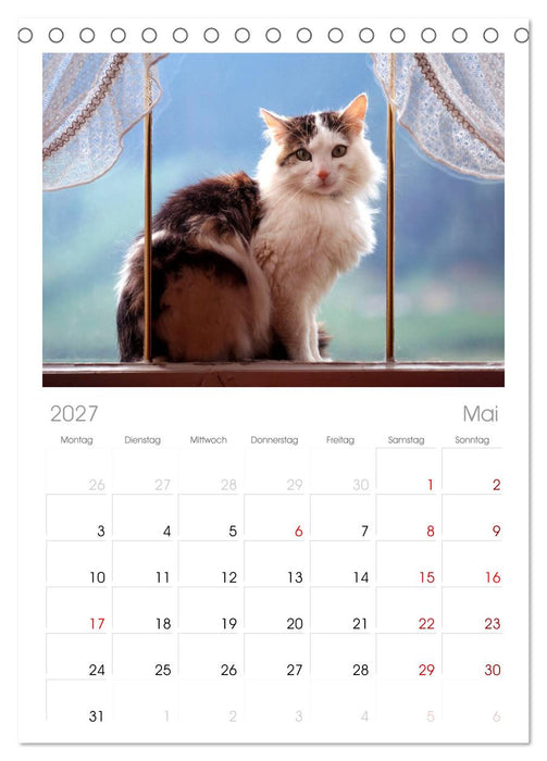 Katzen (CALVENDO Tischplaner A5H 2027)