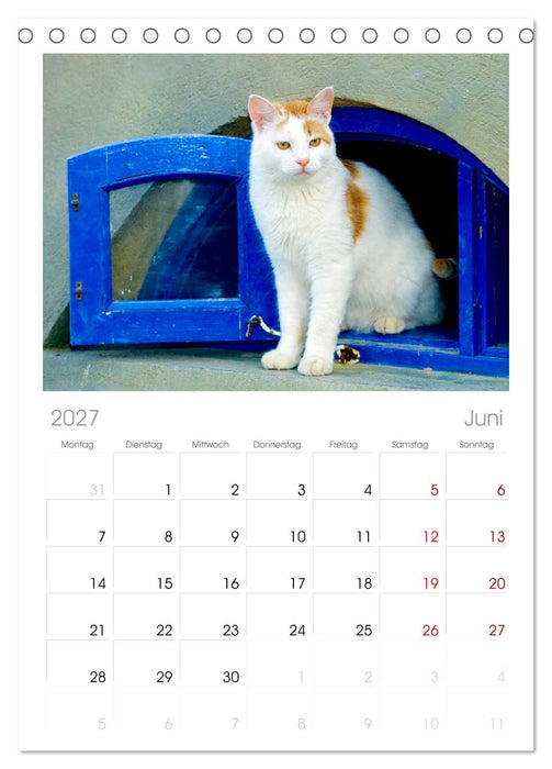 Katzen (CALVENDO Tischplaner A5H 2027)