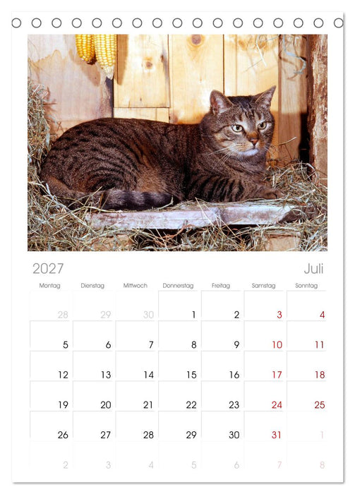 Katzen (CALVENDO Tischplaner A5H 2027)