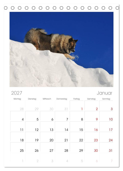 Der Wolfsspitz (CALVENDO Tischplaner A5H 2027)