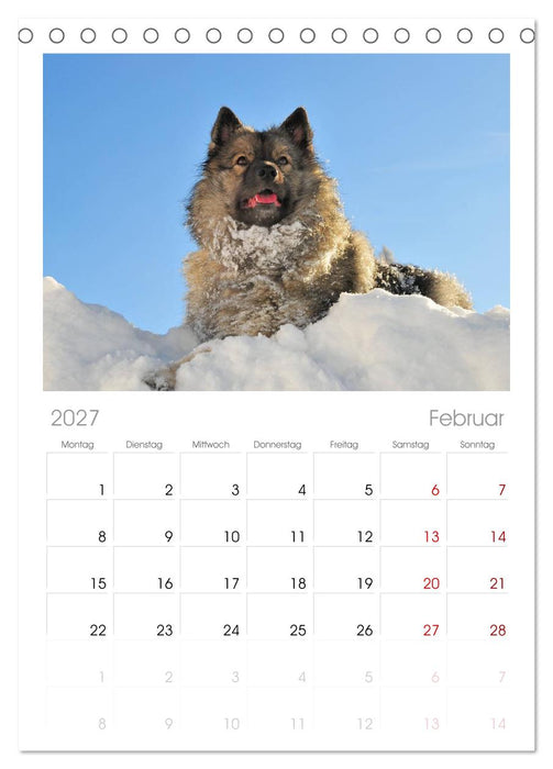 Der Wolfsspitz (CALVENDO Tischplaner A5H 2027)