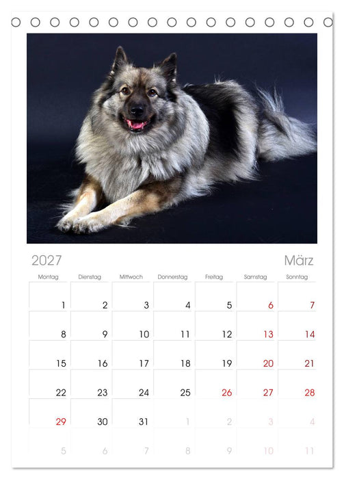Der Wolfsspitz (CALVENDO Tischplaner A5H 2027)