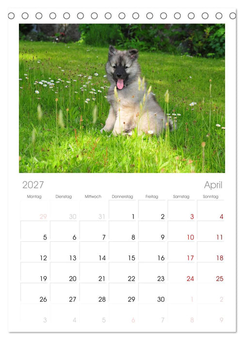 Der Wolfsspitz (CALVENDO Tischplaner A5H 2027)