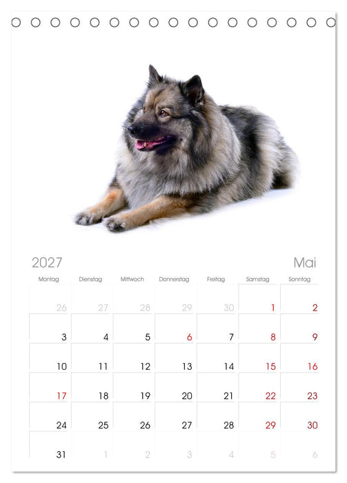 Der Wolfsspitz (CALVENDO Tischplaner A5H 2027)