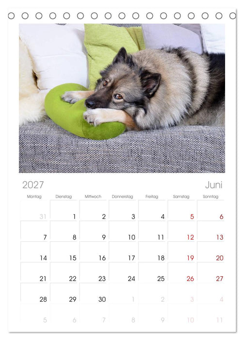 Der Wolfsspitz (CALVENDO Tischplaner A5H 2027)