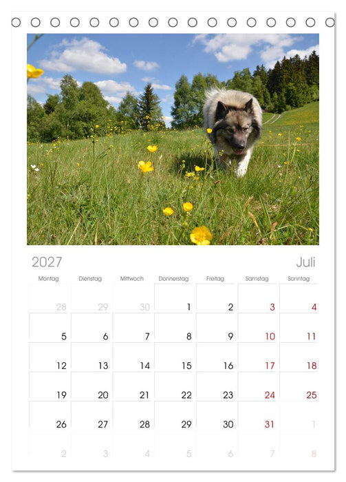 Der Wolfsspitz (CALVENDO Tischplaner A5H 2027)