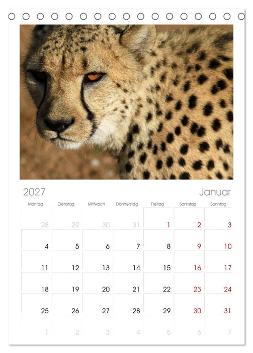 Raubkatzen (CALVENDO Tischplaner A5H 2027)