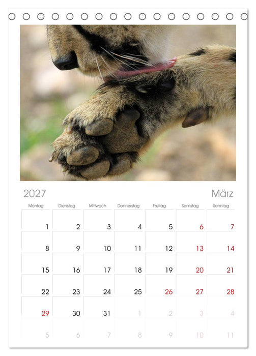Raubkatzen (CALVENDO Tischplaner A5H 2027)