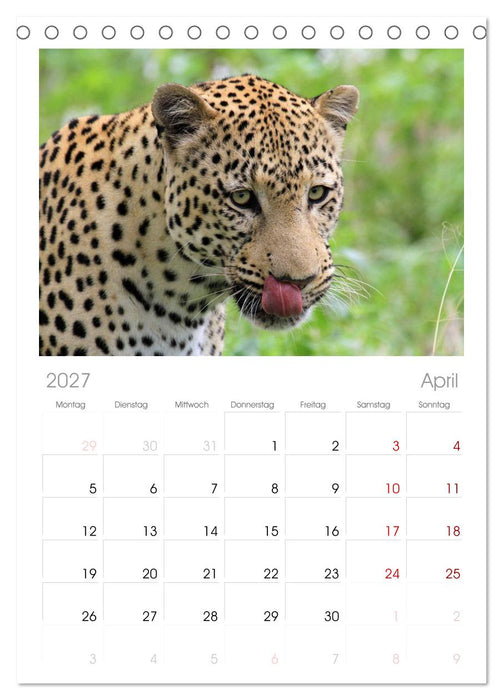 Raubkatzen (CALVENDO Tischplaner A5H 2027)