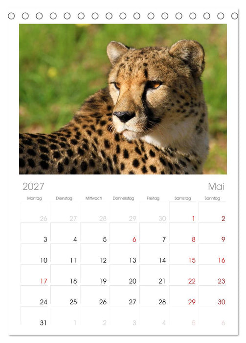Raubkatzen (CALVENDO Tischplaner A5H 2027)