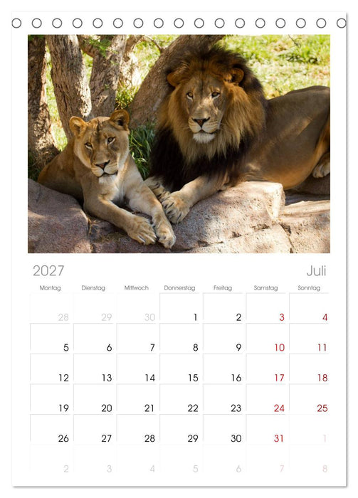 Raubkatzen (CALVENDO Tischplaner A5H 2027)