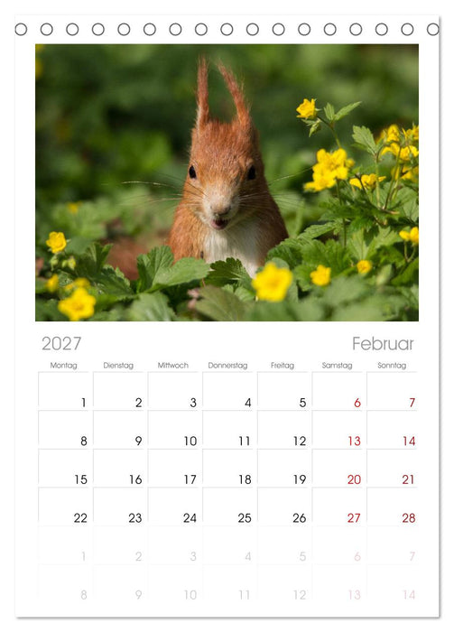 Mit dem Eichhörnchen durchs Jahr (CALVENDO Tischplaner A5H 2027)