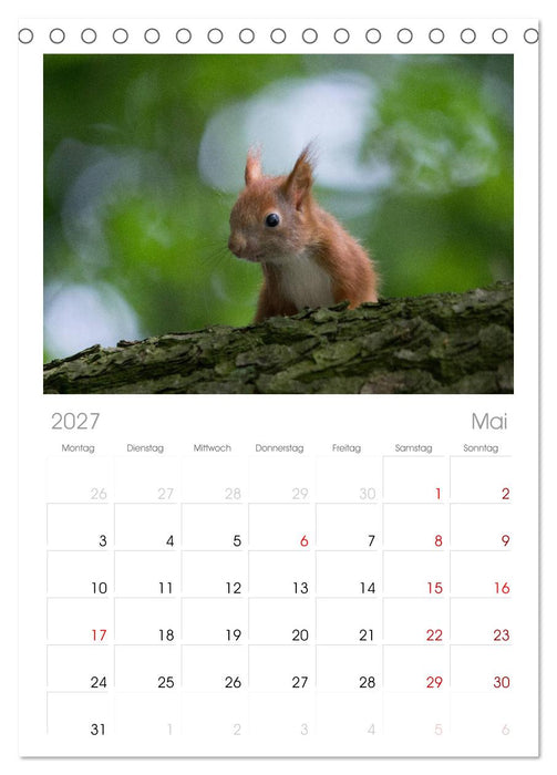 Mit dem Eichhörnchen durchs Jahr (CALVENDO Tischplaner A5H 2027)