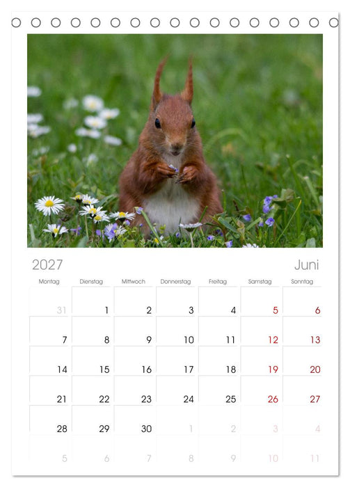 Mit dem Eichhörnchen durchs Jahr (CALVENDO Tischplaner A5H 2027)