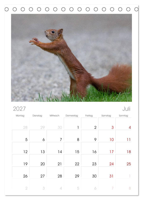 Mit dem Eichhörnchen durchs Jahr (CALVENDO Tischplaner A5H 2027)