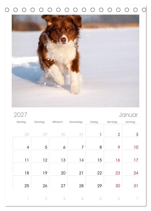 Australian Shepherd (CALVENDO Tischplaner A5H 2027)