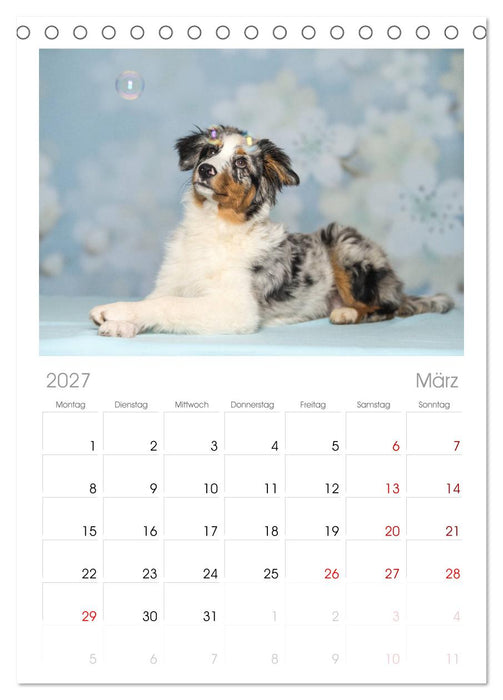 Australian Shepherd (CALVENDO Tischplaner A5H 2027)