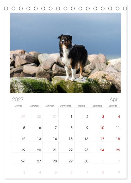 Australian Shepherd (CALVENDO Tischplaner A5H 2027)