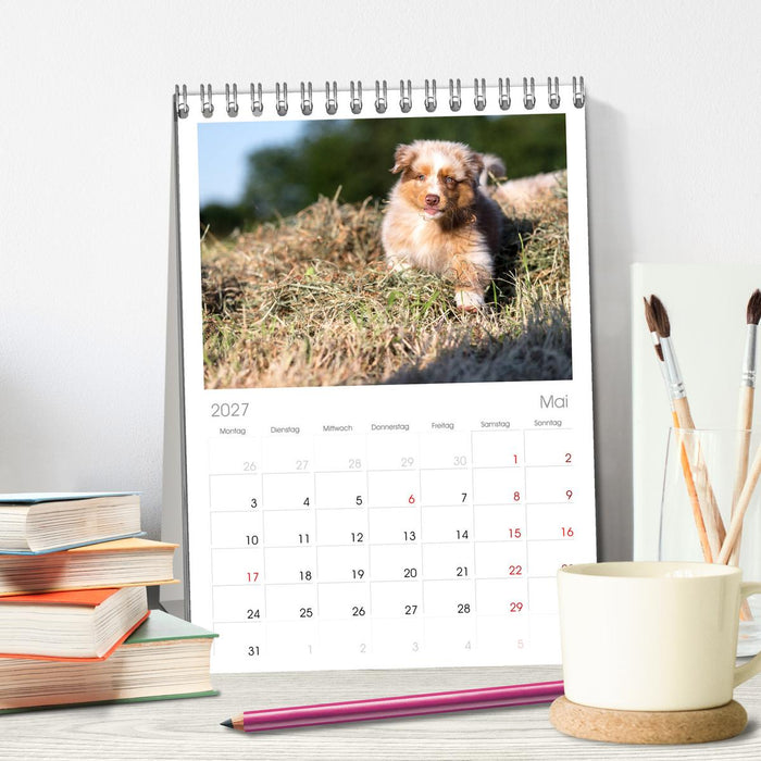 Australian Shepherd (CALVENDO Tischplaner A5H 2027)