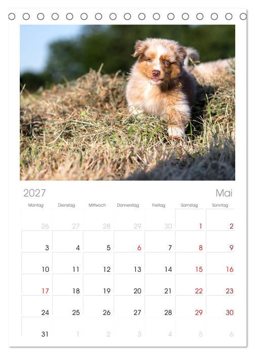 Australian Shepherd (CALVENDO Tischplaner A5H 2027)