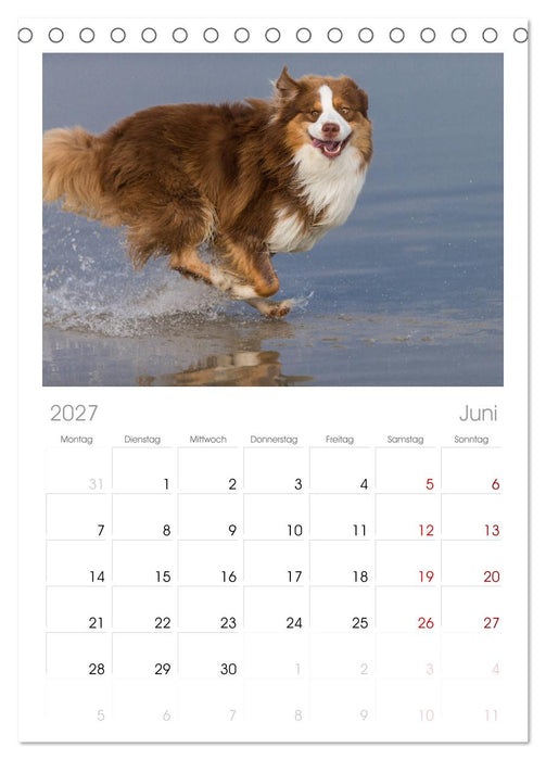 Australian Shepherd (CALVENDO Tischplaner A5H 2027)