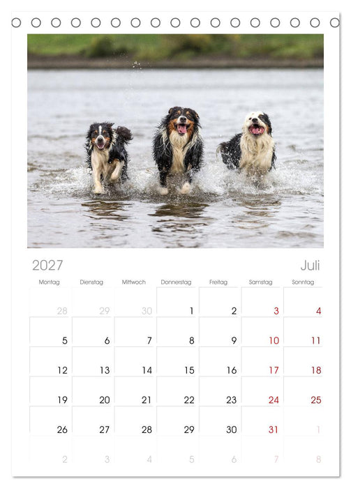 Australian Shepherd (CALVENDO Tischplaner A5H 2027)