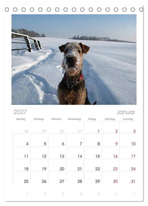 Airedale Terrier (CALVENDO Tischplaner A5H 2027)