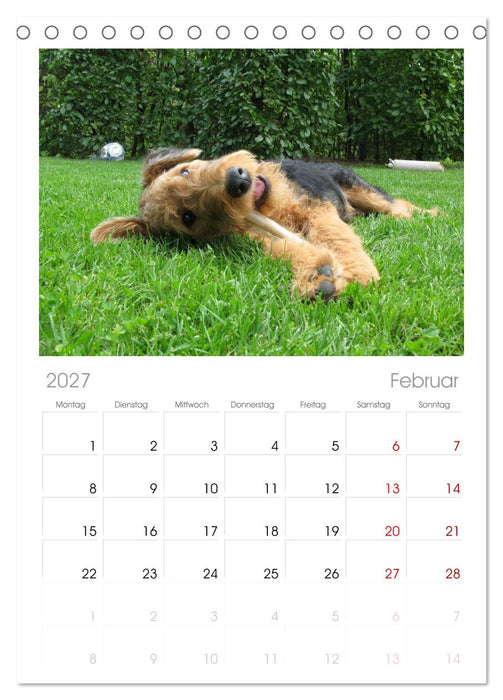 Airedale Terrier (CALVENDO Tischplaner A5H 2027)
