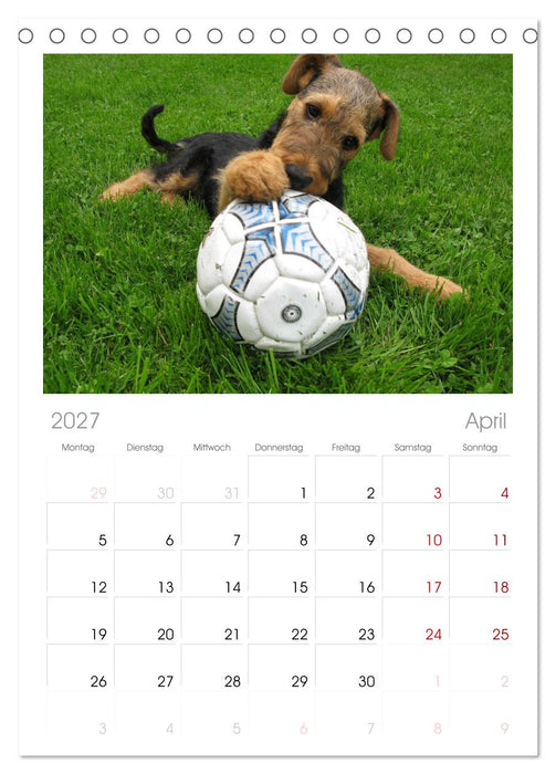 Airedale Terrier (CALVENDO Tischplaner A5H 2027)