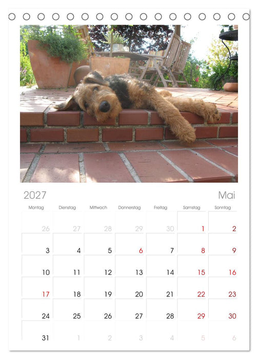 Airedale Terrier (CALVENDO Tischplaner A5H 2027)