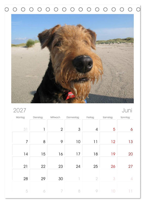 Airedale Terrier (CALVENDO Tischplaner A5H 2027)