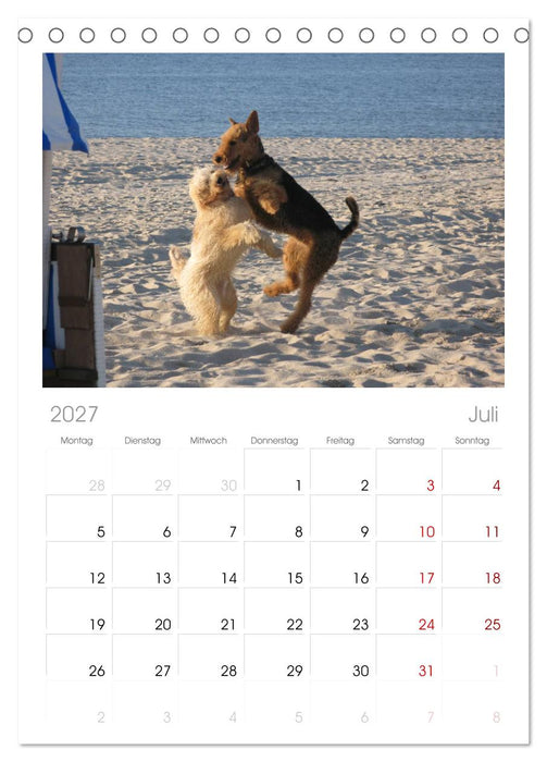 Airedale Terrier (CALVENDO Tischplaner A5H 2027)