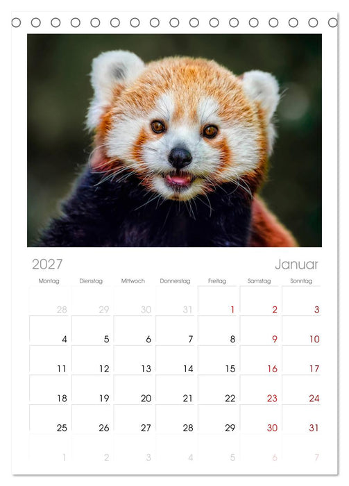 Kleiner Panda (CALVENDO Tischplaner A5H 2027)