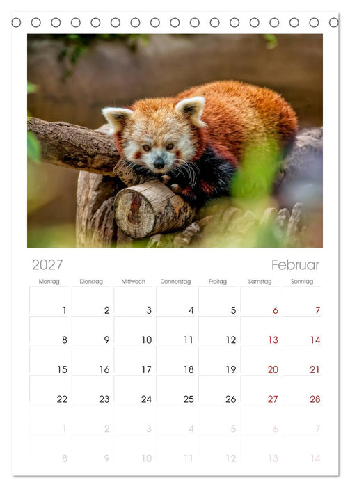 Kleiner Panda (CALVENDO Tischplaner A5H 2027)
