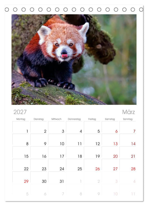 Kleiner Panda (CALVENDO Tischplaner A5H 2027)