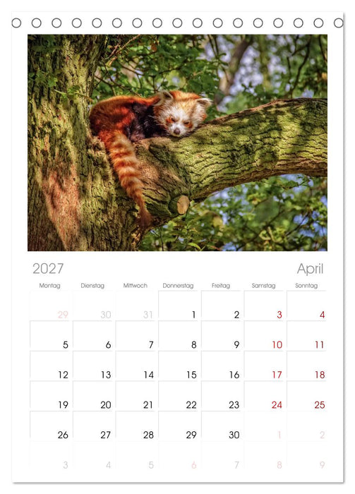Kleiner Panda (CALVENDO Tischplaner A5H 2027)