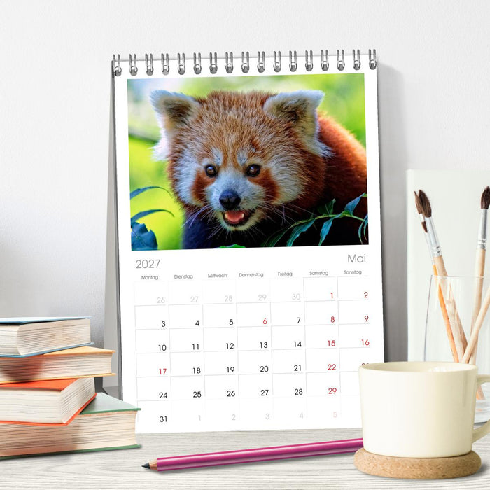 Kleiner Panda (CALVENDO Tischplaner A5H 2027)
