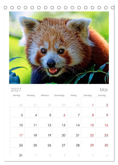 Kleiner Panda (CALVENDO Tischplaner A5H 2027)