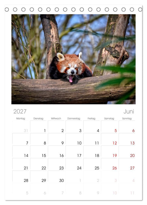 Kleiner Panda (CALVENDO Tischplaner A5H 2027)