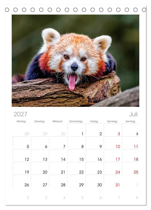 Kleiner Panda (CALVENDO Tischplaner A5H 2027)
