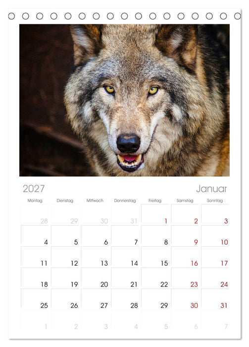 Begegnung mit dem Wolf (CALVENDO Tischplaner A5H 2027)