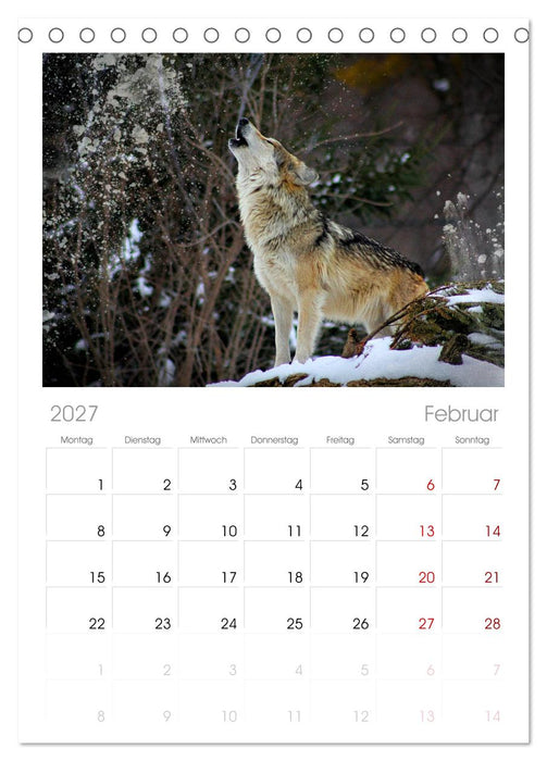 Begegnung mit dem Wolf (CALVENDO Tischplaner A5H 2027)
