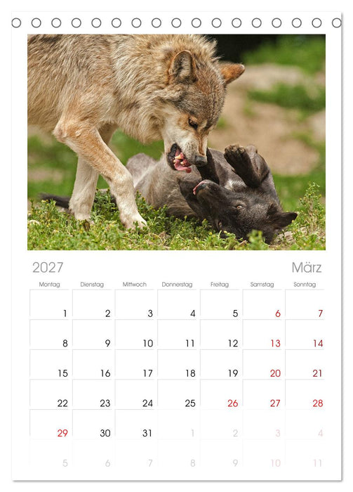 Begegnung mit dem Wolf (CALVENDO Tischplaner A5H 2027)