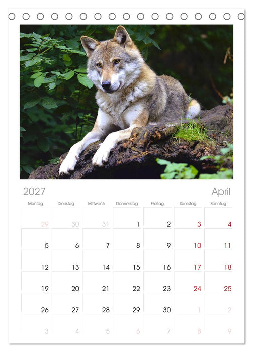 Begegnung mit dem Wolf (CALVENDO Tischplaner A5H 2027)