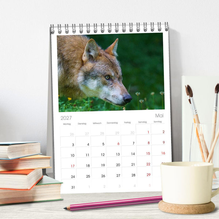Begegnung mit dem Wolf (CALVENDO Tischplaner A5H 2027)