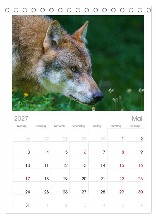 Begegnung mit dem Wolf (CALVENDO Tischplaner A5H 2027)