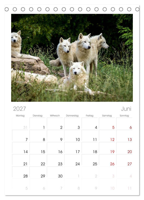 Begegnung mit dem Wolf (CALVENDO Tischplaner A5H 2027)