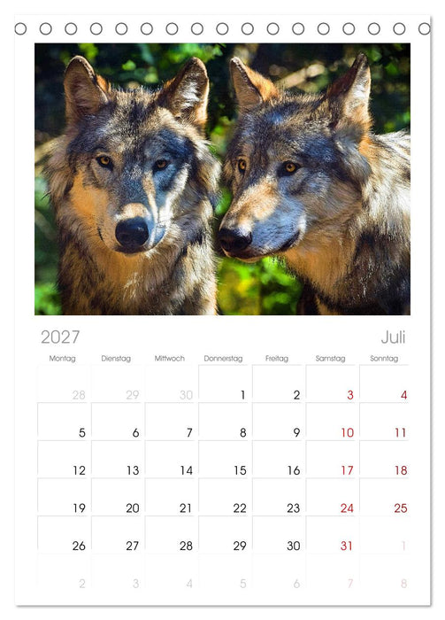 Begegnung mit dem Wolf (CALVENDO Tischplaner A5H 2027)